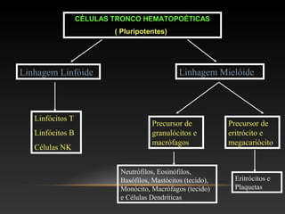 CÉLULAS TRONCO HEMATOPOÉTICAS
( Pluripotentes)
Linhagem Linfóide Linhagem Mielóide
Linfócitos T
Linfócitos B
Células NK
Precursor de
granulócitos e
macrófagos
Precursor de
eritrócito e
megacariócito
Neutrófilos, Eosinófilos,
Basófilos, Mastócitos (tecido),
Monócito, Macrófagos (tecido)
e Células Dendríticas
Eritrócitos e
Plaquetas
 