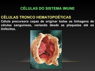 CÉLULAS DO SISTEMA IMUNE
  
CÉLULAS TRONCO HEMATOPOÉTICAS 
Célula precursora capaz de originar todas as linhagens de
células sanguíneas, variando desde as plaquetas até os
linfócitos.
 
 