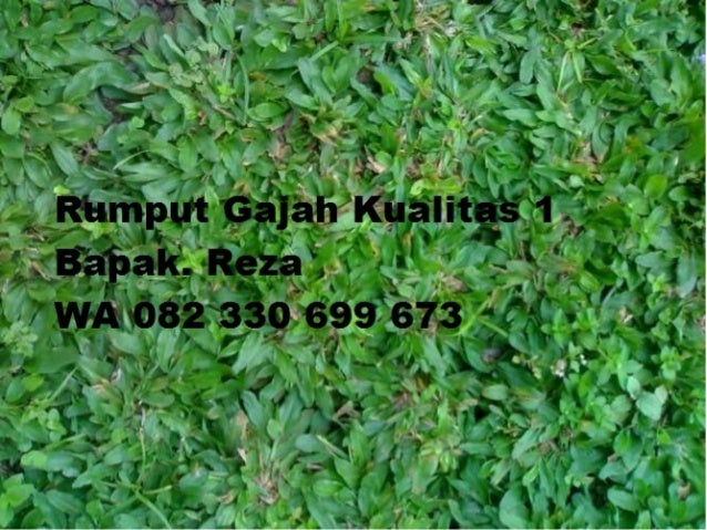 94+ Gambar Rumput Gajah Kekinian 94+ Gambar Rumput Gajah Kekinian