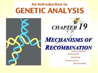 CHAPTER 19
MECHANISMS OF
RECOMBINATION
 