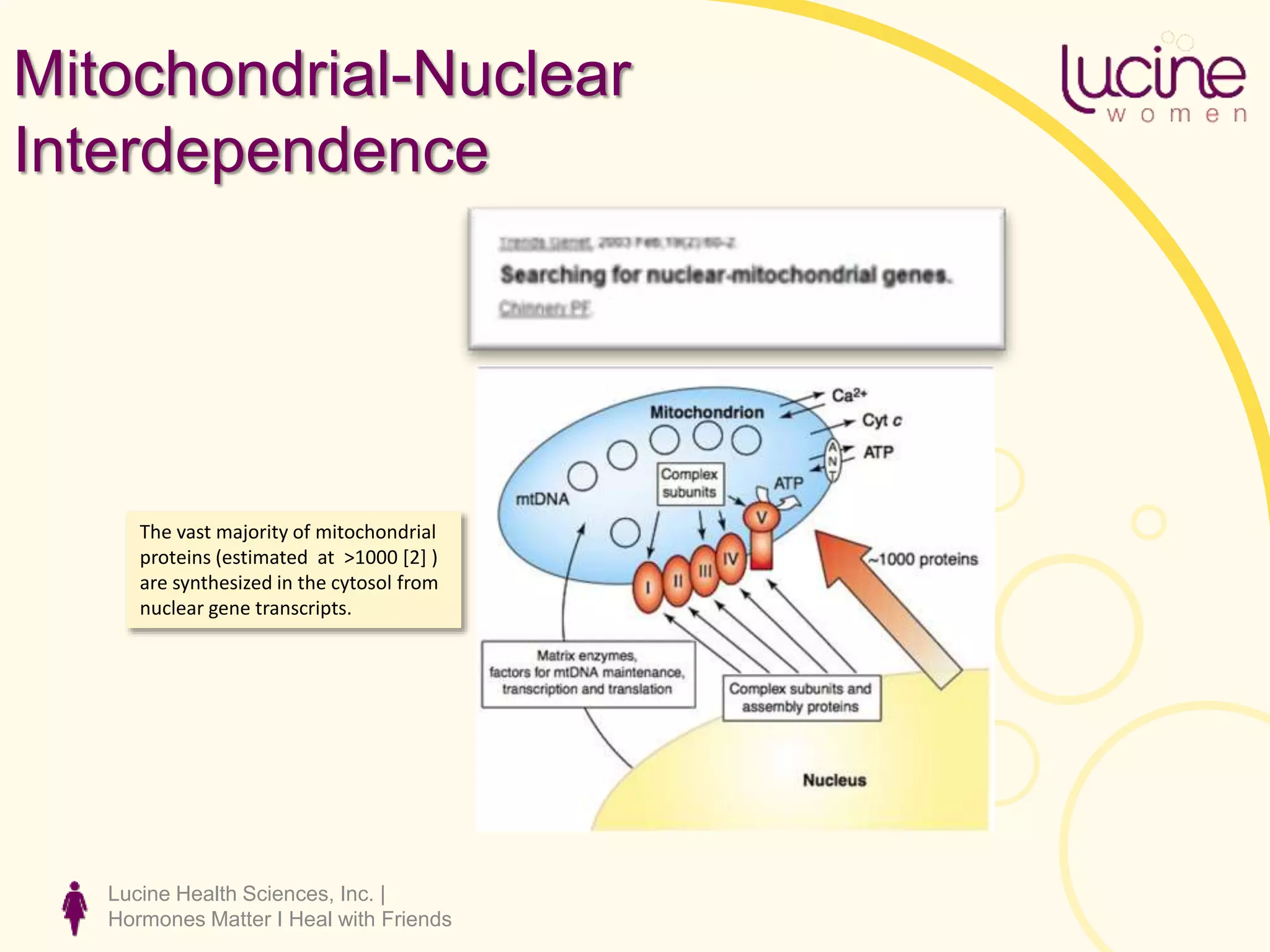 Lucine Health Sciences, Inc. |
Hormones Matter I Heal with Friends
Mitochondrial-Nuclear
Interdependence
The vast majority of mitochondrial
proteins (estimated at >1000 [2] )
are synthesized in the cytosol from
nuclear gene transcripts.
 