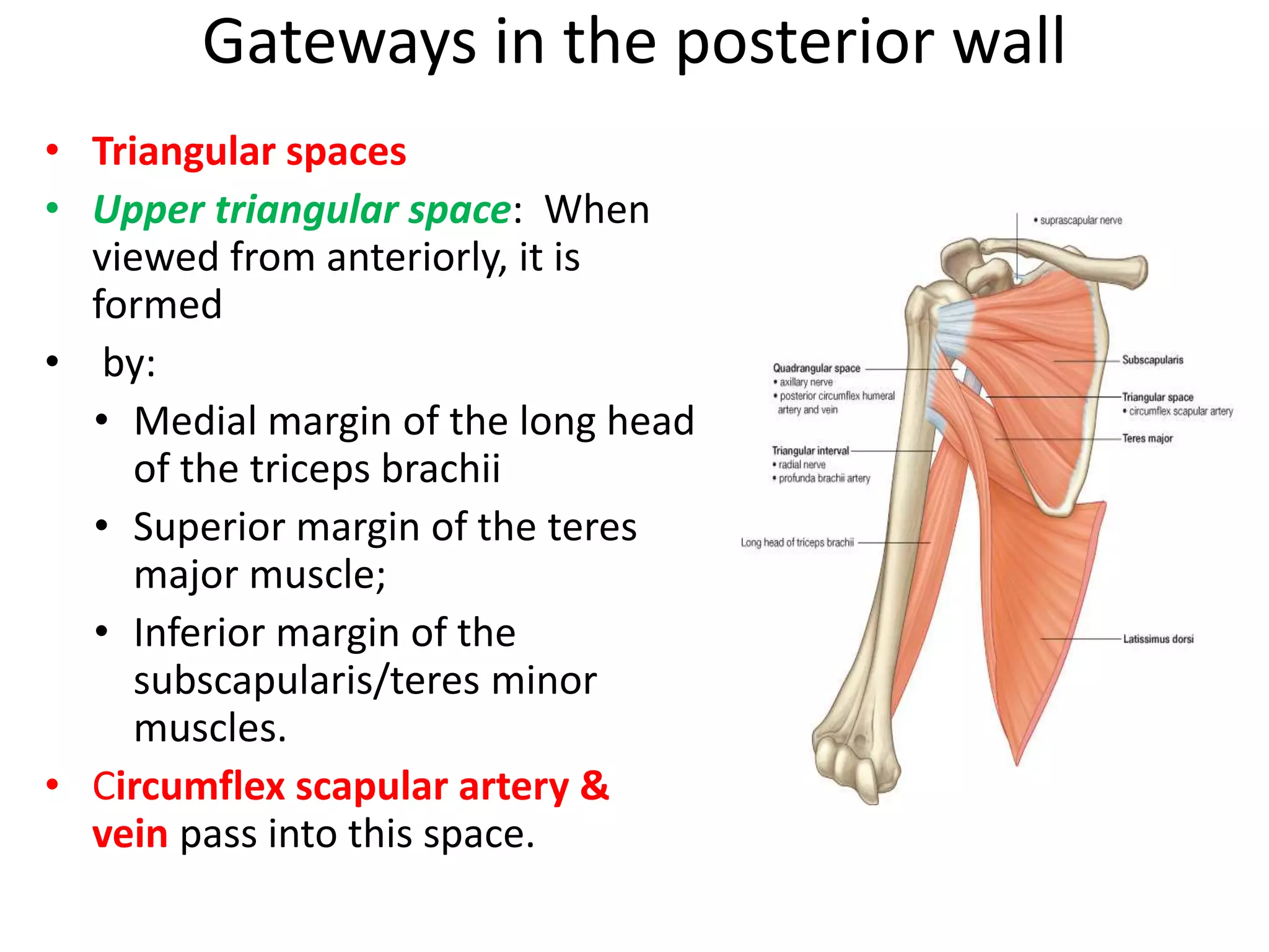 Axilla - Dr.K.S.Ravi