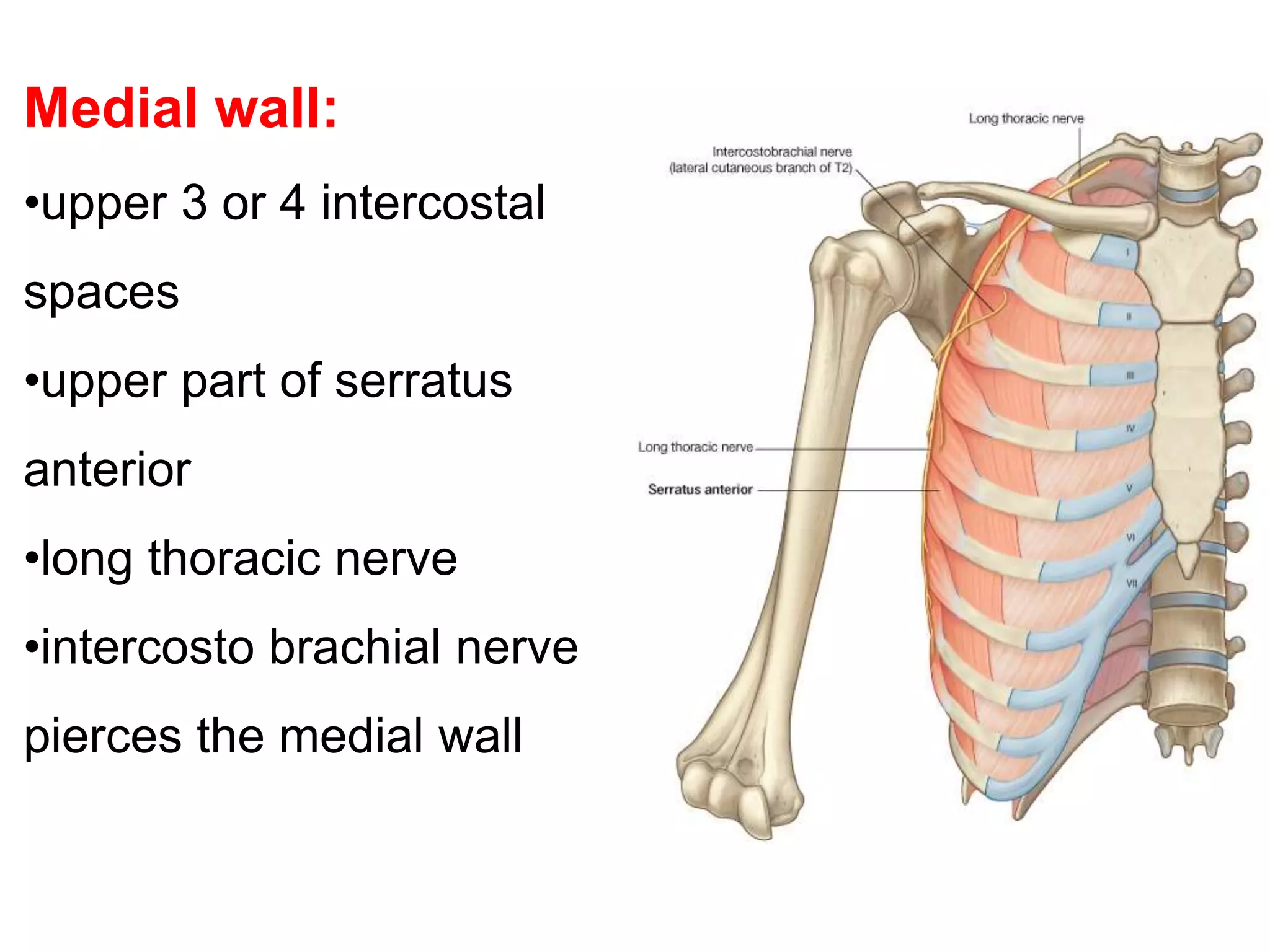 Axilla - Dr.K.S.Ravi