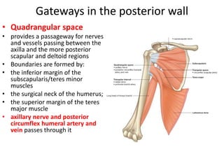 Gateways in the posterior wall
• Quadrangular space
• provides a passageway for nerves
and vessels passing between the
axilla and the more posterior
scapular and deltoid regions
• Boundaries are formed by:
• the inferior margin of the
subscapularis/teres minor
muscles
• the surgical neck of the humerus;
• the superior margin of the teres
major muscle
• axillary nerve and posterior
circumflex humeral artery and
vein passes through it
 