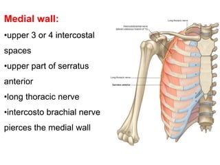 Medial wall:
•upper 3 or 4 intercostal
spaces
•upper part of serratus
anterior
•long thoracic nerve
•intercosto brachial nerve
pierces the medial wall
 