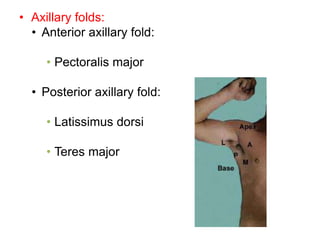 • Axillary folds:
• Anterior axillary fold:
• Pectoralis major
• Posterior axillary fold:
• Latissimus dorsi
• Teres major
 