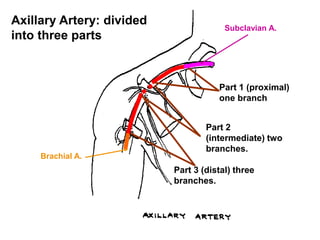 Axillary Artery: divided
into three parts
Part 1 (proximal)
one branch
Part 2
(intermediate) two
branches.
Part 3 (distal) three
branches.
Subclavian A.
Brachial A.
 