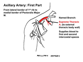 Axillary Artery: First Part
From lateral border of 1st rib to
medial border of Pectoralis Major
M.
Named Branch:
Supreme Thoracic
A. (to external
thoracic body wall)
Supplies blood to
first and second
intercostal spaces
 