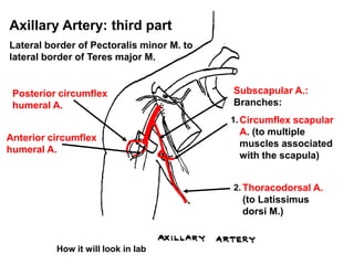 Axillary Artery: third part
Lateral border of Pectoralis minor M. to
lateral border of Teres major M.
Subscapular A.:
Branches:
Circumflex scapular
A. (to multiple
muscles associated
with the scapula)
1.
Thoracodorsal A.
(to Latissimus
dorsi M.)
2.
Posterior circumflex
humeral A.
Anterior circumflex
humeral A.
How it will look in lab
 