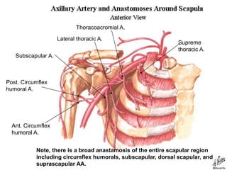 Supreme
thoracic A.
Thoracoacromial A.
Lateral thoracic A.
Subscapular A.
Ant. Circumflex
humoral A.
Post. Circumflex
humoral A.
Note, there is a broad anastamosis of the entire scapular region
including circumflex humorals, subscapular, dorsal scapular, and
suprascapular AA.
 