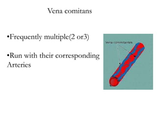 Vena comitans
•Frequently multiple(2 or3)
•Run with their corresponding
Arteries
 