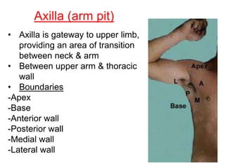 Axilla (arm pit)
• Axilla is gateway to upper limb,
providing an area of transition
between neck & arm
• Between upper arm & thoracic
wall
• Boundaries
-Apex
-Base
-Anterior wall
-Posterior wall
-Medial wall
-Lateral wall
 