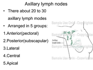 Axillary lymph nodes
• There about 20 to 30
axillary lymph modes
• Arranged in 5 groups:
1.Anterior(pectoral)
2.Posterior(subscapular)
3.Lateral
4.Central
5.Apical
 