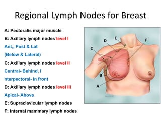 Regional Lymph Nodes for Breast
A: Pectoralis major muscle
B: Axillary lymph nodes level I
Ant,, Post & Lat
(Below & Lateral)
C: Axillary lymph nodes level II
Central- Behind, I
nterpectoral- In front
D: Axillary lymph nodes level III
Apical- Above
E: Supraclavicular lymph nodes
F: Internal mammary lymph nodes
 
