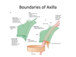 Boundaries of Axilla
 