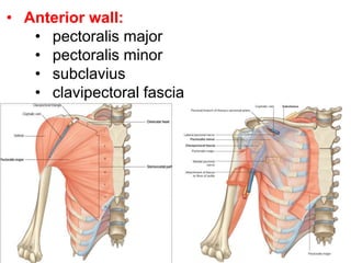 • Anterior wall:
• pectoralis major
• pectoralis minor
• subclavius
• clavipectoral fascia
 
