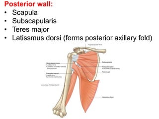 Posterior wall:
• Scapula
• Subscapularis
• Teres major
• Latissmus dorsi (forms posterior axillary fold)
 