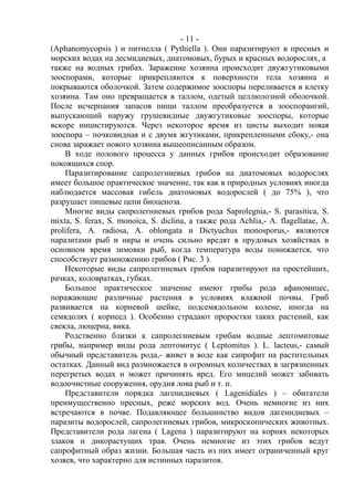 - 11 -
(Aphanomycopsis ) и питиелла ( Pythiella ). Они паразитируют в пресных и
морских водах на десмидиевых, диатомовых, бурых и красных водорослях, а
также на водных грибах. Заражение хозяина происходит двужгутиковыми
зооспорами, которые прикрепляются к поверхности тела хозяина и
покрываются оболочкой. Затем содержимое зооспоры переливается в клетку
хозяина. Там оно превращается в таллом, одетый целлюлозной оболочкой.
После исчерпания запасов пищи таллом преобразуется в зооспорангий,
выпускающий наружу грушевидные двужгутиковые зооспоры, которые
вскоре инцистируются. Через некоторое время из цисты выходит новая
зооспора – почковидная и с двумя жгутиками, прикрепленными сбоку,- она
снова заражает нового хозяина вышеописанным образом.
В ходе полового процесса у данных грибов происходит образование
покоящихся спор.
Паразитирование сапролегниевых грибов на диатомовых водорослях
имеет большое практическое значение, так как в природных условиях иногда
наблюдается массовая гибель диатомовых водорослей ( до 75% ), что
разрушает пищевые цепи биоценоза.
Многие виды сапролегниевых грибов рода Saprolegnia,- S. parasitica, S.
mixta, S. ferax, S. monoica, S. diclina, а также рода Achlia,- A. flagellatae, A.
prolifera, A. radiosa, A. oblongata и Dictyuchus monosporus,- являются
паразитами рыб и икры и очень сильно вредят в прудовых хозяйствах в
основном время зимовки рыб, когда температура воды понижается, что
способствует размножению грибов ( Рис. 3 ).
Некоторые виды сапролегниевых грибов паразитируют на простейших,
рачках, коловратках, губках.
Большое практическое значение имеют грибы рода афаномицес,
поражающие различные растения в условиях влажной почвы. Гриб
развивается на корневой шейке, подсемядольном колене, иногда на
семядолях ( корнеед ). Особенно страдают проростки таких растений, как
свекла, люцерна, вика.
Родственно близки к сапролегниевым грибам водные лептомитовые
грибы, например виды рода лептомитус ( Leptomitus ). L. lacteus,- самый
обычный представитель рода,- живет в воде как сапрофит на растительных
остатках. Данный вид размножается в огромных количествах в загрязненных
перегретых водах и может причинять вред. Его мицелий может забивать
водоочистные сооружения, орудия лова рыб и т. п.
Представители порядка лагенидиевых ( Lagenidiales ) – обитатели
преимущественно пресных, реже морских вод. Очень немногие из них
встречаются в почве. Подавляющее большинство видов лагенидиевых –
паразиты водорослей, сапролегниевых грибов, микроскопических животных.
Представители рода лагена ( Lagena ) паразитируют на корнях некоторых
злаков и дикорастущих трав. Очень немногие из этих грибов ведут
сапрофитный образ жизни. Большая часть из них имеет ограниченный круг
хозяев, что характерно для истинных паразитов.
Copyright ОАО «ЦКБ «БИБКОМ» & ООО «Aгентство Kнига-Cервис»
 