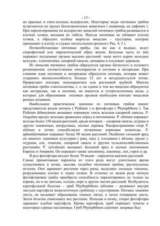 - 13 -
на красных и сине-зеленых водорослях. Некоторые виды питиевых грибов
встречаются на трупах беспозвоночных животных ( например, на дафниях ).
При паразитировании на водорослях мицелий питиевых грибов развивается в
клетках хозяев, вызывая их гибель. Иногда питиевые не убивают клетки
хозяев, а образуют особые выросты мицелия – гаустории, которые
проникают в клетку и служат питательным органом ( Рис. 4, 5 ).
Почвообитающие питиевые грибы, так же как и водные, ведут
сапрофитный или паразитический образ жизни. Большая часть из них
поражает подземные органы высших растений: чаще всего корни молодых
всходов,- хлопчатника, сахарной свеклы, люцерны и плодовых деревьев.
Из мицелия питиевых грибов образуются органы бесполого и полового
размножения: соответственно зооспорангии и оогонии и антеридии. При
слиянии ядер оогониев и антеридиев образуется ооспора, которая может
сохранять жизнеспособность больше 12 лет в воздушно-сухой почве.
Прорастают ооспоры зооспорангием или ростковой трубкой. Многие
питиевые грибы гомоталличны, т. е. на одном и том же мицелии образуются
как антеридии, так и оогонии, но имеются и гетероталличные виды, у
которых для образования половых органов необходим контакт мицелиев
разных штаммов.
Наибольшее практическое значение из питиевых грибов имеют
представители родов питиум ( Pythium ) и фитофтора ( Phytophthora ). Так
Pythium debaryanum вызывает корневую гниль всходов сахарной свеклы. P.
irregulare вредит всходам древесных пород в питомниках. P. ultinum поражает
всходы более 150 видов растений, среди которых – сахарная свекла, огурцы и
другие тыквенные, цитрусовые, лесные деревья. Распространению спор P.
ultinum в почве способствуют почвенные корневые нематоды. P.
aphanidermatum поражает более 80 видов растений. Особенно сильный вред
он наносит злаковым культурам ( ржи, овсу ), плодовым ( яблоне, груше ),
огурцам, сое, томатам, сахарной свекле и другим сельскохозяйственным
растениям. P. sylvaticum вызывает большой вред в лесных питомниках
Европы и Америки. Он поражает также землянику, пшеницу, лен, горох и др.
В род фитофтора входит более 70 видов – паразитов высших растений.
Самые примитивные паразиты из этого рода могут длительное время
существовать в почве, заселяя, подобно питиевым грибам, растительные
остатки. Они заражают растения через раны, выделяют сильные токсины,
разрушающие клетки и ткани хозяев. В отличие от видов рода питиум
фитофторовые грибы приобрели способность паразитировать не только на
корнях, но и на листьях, плодах, коре и других частях растений. Возбудитель
картофельной болезни – гриб Phythophthora infestans – развивает внутри
листьев картофеля межклеточную грибницу с гаусториями. Питаясь тканями
листа, он вызывает образование темных пятен, а затем отмирание листа.
Затем болезнь охватывает все растение. Попадая в почву, споры фитофторы
заражают клубни картофеля. Кроме картофеля, гриб поражает томаты и
некоторые сорные пасленовые. Гриб Phytophthora cactorum впервые был
Copyright ОАО «ЦКБ «БИБКОМ» & ООО «Aгентство Kнига-Cервис»
 