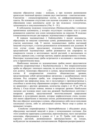 - 23 -
мицелии образуются споры – конидии, а при половом размножении
происходит типичный процесс слияния двух гаметангиев – гаметангиогамия .
Гаметангии – специализированные клетки, не дифференцированные на
гаметы. На основании отсутствия или наличия плодовых тел и способов их
образования класс аскомицеты делят на три подкласса: голосумчатые,
эуаскомицеты и локулоаскомицеты ( Рис. 9 – 14 ).
К небольшому подклассу голосумчатых (Hemiascomycetidae ) относятся
примитивные аскомицеты, у которых отсутствуют плодовые тела и сумки
развиваются одиночно или слоем непосредственно на мицелии. В подкласс
гемиаскомицетов входит два порядка: эндомицетовые и тафриновые.
В порядок эндомицетовых ( Endomycettales ) входят аскомицеты,
образующие на мицелии одиночные сумки, развивающиеся из зиготы без
участия аскогенных гиф. У многих эндомицетовых грибов настоящий
мицелий отсутствует, и клетки размножаются почкованием или делением. В
этом случае сумки представляют отдельные клетки. Большинство
представителей эндомицетовых грибов развиваются как сапрофиты на
поверхности плодов и вегетативных частей растений, в вытекающем из
стволов деревьев соке, в нектаре цветков, широко распространены в почвах.
Некоторые эндомицетовые грибы встречаются в ассоциации с насекомыми,
есть и паразитические виды.
Наибольшее значение из эндомицетовых грибов имеют представители
семейства сахаромицетовых ( Saccharomycetaceae ). Эти микроскопические
грибы не образуют типичного мицелия, их вегетативные клетки почкуются
или делятся. Аскоспоры образуются в сумках, представляющих одиночные
клетки. К сахаромицетам относятся общеизвестные дрожжи,
представляющие собой органотрофные организмы с адсорбционным типом
питания. Род сахарные грибы, или сахаромицеты ( Saccharomyces ),
объединяет как природные виды, так и «культурные» ( производственные ),
способные к актив-ному сбраживанию сахаров с образованием наибольшего,
по сравнению с другими дрожжами, количества спирта ( от 10 до 19% по
объему ). Сюда входят пивные, винные и пекарские дрожжи. Наибольшее
значение для человека имеет один вид дрожжей: Saccharomyces cerevisiae (
пекарские дрожжи), представленный многочисленными природными
формами и культурными расами, которые морфологически очень сходны:
они имеют сферические и овальные клетки, размножающиеся почкованием.
Все они образуют аскоспоры в сумках, образующихся либо после копуляции
гаплоидных клеток, либо из диплоидных клеток. Число спор в сумках не
превышает четырех.
Семейство спермофторовые ( Spermophthoraceae ) объединяет роды,
образующие настоящий мицелий и роды с почкующимися клетками. Для
этого семейства характерны удлиненные, веретеновидные, часто заостренные
аскоспоры, образующиеся в сумках от 1 до 32. Грибы этой группы –
паразиты растений, развивающиеся преимущественно на плодах,
возбудители так называемых стигматомикозов. Инфекция распространяется
Copyright ОАО «ЦКБ «БИБКОМ» & ООО «Aгентство Kнига-Cервис»
 