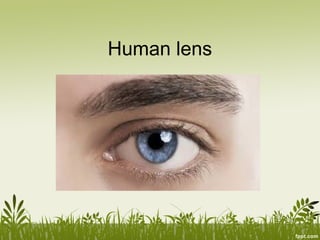 Human lens
 
