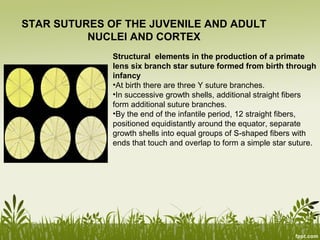 Equator Shell lens | PPT