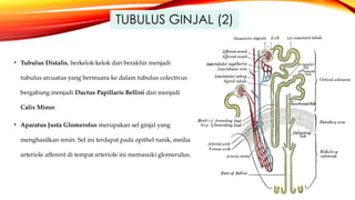 Tubulus Log 799173257-1-Anatomi-Fisiologi-Ginjal.pptx