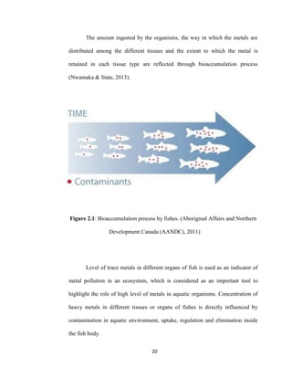 20
The amount ingested by the organisms, the way in which the metals are
distributed among the different tissues and the extent to which the metal is
retained in each tissue type are reflected through bioaccumulation process
(Nwamaka & State, 2013).
Figure 2.1: Bioaccumulation process by fishes. (Aboriginal Affairs and Northern
Development Canada (AANDC), 2011)
Level of trace metals in different organs of fish is used as an indicator of
metal pollution in an ecosystem, which is considered as an important tool to
highlight the role of high level of metals in aquatic organisms. Concentration of
heavy metals in different tissues or organs of fishes is directly influenced by
contamination in aquatic environment, uptake, regulation and elimination inside
the fish body.
 