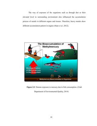 21
The way of exposure of the organisms such as through diet or their
elevated level in surrounding environment also influenced the accumulation
process of metals in different organs and tissues. Therefore, heavy metals show
different accumulation pattern in organs (Akan et al., 2012).
Figure 2.2: Human exposure to mercury due to fish consumption. (Utah
Department of Environmental Quality, 2014)
 