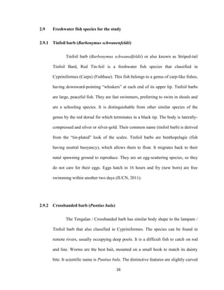 26
2.9 Freshwater fish species for the study
2.9.1 Tinfoil barb (Barbonymus schwanenfeldii)
Tinfoil barb (Barbonymus schwanedfeldii) or also known as Striped-tail
Tinfoil Bard, Red Tin-foil is a freshwater fish species that classified in
Cypriniformes (Carps) (Fishbase). This fish belongs to a genus of carp-like fishes,
having downward-pointing “whiskers” at each end of its upper lip. Tinfoil barbs
are large, peaceful fish. They are fast swimmers, preferring to swim in shoals and
are a schooling species. It is distinguishable from other similar species of the
genus by the red dorsal fin which terminates in a black tip. The body is laterally-
compressed and silver or silver-gold. Their common name (tinfoil barb) is derived
from the “tin-plated” look of the scales. Tinfoil barbs are benthopelagic (fish
having neutral buoyancy), which allows them to float. It migrates back to their
natal spawning ground to reproduce. They are an egg-scattering species, so they
do not care for their eggs. Eggs hatch in 16 hours and fry (new born) are free
swimming within another two days (IUCN, 2011).
2.9.2 Crossbanded barb (Puntius bulu)
The Tengalan / Crossbanded barb has similar body shape to the lampam /
Tinfoil barb that also classified in Cypriniformes. The species can be found in
remote rivers, usually occupying deep pools. It is a difficult fish to catch on rod
and line. Worms are the best bait, mounted on a small hook to match its dainty
bite. It scientific name is Puntius bulu. The distinctive features are slightly curved
 