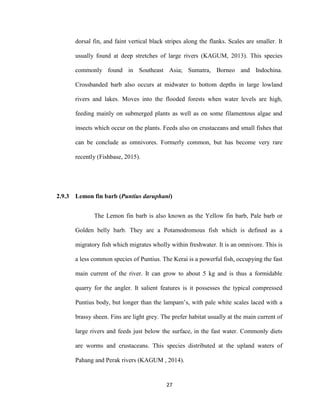 27
dorsal fin, and faint vertical black stripes along the flanks. Scales are smaller. It
usually found at deep stretches of large rivers (KAGUM, 2013). This species
commonly found in Southeast Asia; Sumatra, Borneo and Indochina.
Crossbanded barb also occurs at midwater to bottom depths in large lowland
rivers and lakes. Moves into the flooded forests when water levels are high,
feeding mainly on submerged plants as well as on some filamentous algae and
insects which occur on the plants. Feeds also on crustaceans and small fishes that
can be conclude as omnivores. Formerly common, but has become very rare
recently (Fishbase, 2015).
2.9.3 Lemon fin barb (Puntius daruphani)
The Lemon fin barb is also known as the Yellow fin barb, Pale barb or
Golden belly barb. They are a Potamodromous fish which is defined as a
migratory fish which migrates wholly within freshwater. It is an omnivore. This is
a less common species of Puntius. The Kerai is a powerful fish, occupying the fast
main current of the river. It can grow to about 5 kg and is thus a formidable
quarry for the angler. It salient features is it possesses the typical compressed
Puntius body, but longer than the lampam’s, with pale white scales laced with a
brassy sheen. Fins are light grey. The prefer habitat usually at the main current of
large rivers and feeds just below the surface, in the fast water. Commonly diets
are worms and crustaceans. This species distributed at the upland waters of
Pahang and Perak rivers (KAGUM , 2014).
 