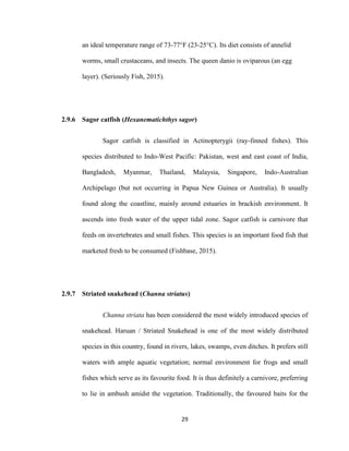 29
an ideal temperature range of 73-77°F (23-25°C). Its diet consists of annelid
worms, small crustaceans, and insects. The queen danio is oviparous (an egg
layer). (Seriously Fish, 2015).
2.9.6 Sagor catfish (Hexanematichthys sagor)
Sagor catfish is classified in Actinopterygii (ray-finned fishes). This
species distributed to Indo-West Pacific: Pakistan, west and east coast of India,
Bangladesh, Myanmar, Thailand, Malaysia, Singapore, Indo-Australian
Archipelago (but not occurring in Papua New Guinea or Australia). It usually
found along the coastline, mainly around estuaries in brackish environment. It
ascends into fresh water of the upper tidal zone. Sagor catfish is carnivore that
feeds on invertebrates and small fishes. This species is an important food fish that
marketed fresh to be consumed (Fishbase, 2015).
2.9.7 Striated snakehead (Channa striatus)
Channa striata has been considered the most widely introduced species of
snakehead. Haruan / Striated Snakehead is one of the most widely distributed
species in this country, found in rivers, lakes, swamps, even ditches. It prefers still
waters with ample aquatic vegetation; normal environment for frogs and small
fishes which serve as its favourite food. It is thus definitely a carnivore, preferring
to lie in ambush amidst the vegetation. Traditionally, the favoured baits for the
 