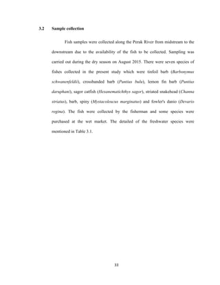 33
3.2 Sample collection
Fish samples were collected along the Perak River from midstream to the
downstream due to the availability of the fish to be collected. Sampling was
carried out during the dry season on August 2015. There were seven species of
fishes collected in the present study which were tinfoil barb (Barbonymus
schwanenfeldii), crossbanded barb (Puntius bulu), lemon fin barb (Puntius
daruphani), sagor catfish (Hexanematichthys sagor), striated snakehead (Channa
striatus), barb, spiny (Mystacoleucus marginatus) and fowler's danio (Devario
regina). The fish were collected by the fisherman and some species were
purchased at the wet market. The detailed of the freshwater species were
mentioned in Table 3.1.
 