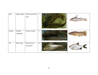 35
Duri Sagor catfish Hexanematichthys
sagor
7
Haruan Striated
snakehead
Channa striatus 4
Sia Barb, spiny Mystacoleucus
marginatus
10
 