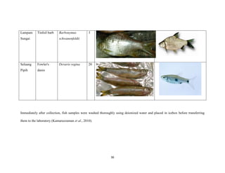 36
Immediately after collection, fish samples were washed thoroughly using deionized water and placed in icebox before transferring
them to the laboratory (Kamaruzzaman et al., 2010).
Lampam
Sungai
Tinfoil barb Barbonymus
schwanenfeldii
3
Seluang
Pipih
Fowler's
danio
Devario regina 20
 