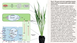 22
Fig. 8. The gene networks regulating stomata
closure and ion transportation under salinity
stress of rice.
In leaves, DCA1 and DST complex binds to
genes regulating H2O2 homeostasis such as
Prx24, OsSR01c, and LP2, thereby influencing
stomatal closure under salinity stress. Na+ uptake
in the root epidermis is regulated by nonselective
cation channels including cyclic nucleotide-gated
channels. OsHKT2;1 also plays an important role
in Na+ uptake. The outward-rectifying K+ efflux
GORK channels are central to salinity stress-
induced K+ loss. The cellular Na+/K+ homeostasis
is regulated by active Na+ efflux channels via
SOS1 Na+/H+ exchangers and K+ influx channels
controlled by OsHAKs, OsKAT1, and OsAKT1.
Na+ loading into the xylem is mediated by
OsSOS1 while Na+ withdrawal from the xylem
is achieved by high-affinity K+ transporter
OsHKT1;5. OsHKT1 genes control both Na+
unloading from the xylem and Na+ loading into
the phloem in leaves for Na+ recirculation.
Vacuolar Na+ sequestration is conferred by
OsNHXs fueled by either V-ATPase or V-PPase
H+ pumps. Slow-vacuolar (SV) ion channels and
fast-vacuolar (FV) ion channels allow Na+ and
K+ to leak back to the cytosol from vacuole.
 