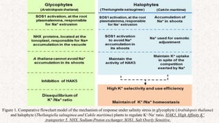 6
Figure 1. Comparative flowchart model of the mechanism of response under salinity stress in glycophyte (Arabidopsis thaliana)
and halophyte (Thellungiella salsuginea and Cakile maritima) plants to regulate K+/Na+ ratio. HAK5, High Affinity K+
transporter 5. NHX, Sodium-Proton exchanger. SOS1, Salt Overly Sensitive.
 