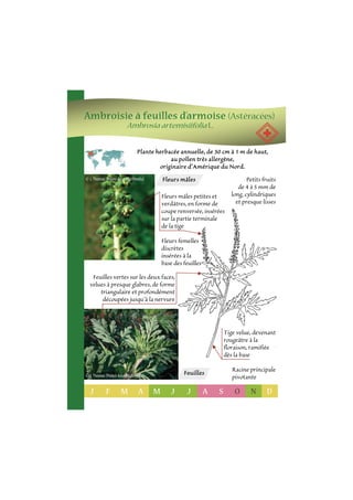Ambroisie à feuilles d’armoise (Astéracées) 
Ambrosia artemisiifolia L. 
 
Plante herbacée annuelle, de 30 cm à 1 m de haut, 
au pollen très allergène, 
originaire d’Amérique du Nord. 
Fleurs mâles 
Fleurs mâles petites et 
verdâtres, en forme de 
coupe renversée, insérées 
sur la partie terminale 
de la tige 
Fleurs femelles 
discrètes 
insérées à la 
base des feuilles 
Feuilles 
Petits fruits 
de 4 à 5 mm de 
long, cylindriques 
et presque lisses 
Tige velue, devenant 
rougeâtre à la 
floraison, ramifiée 
dès la base 
Racine principale 
pivotante 
 
© J. Thomas (Pollen-Azur Multimedia) 
Feuilles vertes sur les deux faces, 
velues à presque glabres, de forme 
triangulaire et profondément 
découpées jusqu’à la nervure 
© J. Thomas (Pollen-Azur Multimedia) 
J F M A M J J A S O N D 
 