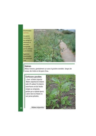 © R. Dupré (MNHN-CBNBP) 
Habitats 
Milieux riverains, généralement sur vases et gravières exondées : berges des 
canaux, des rivières et des plans d’eau. 
Confusions possibles 
> Avec le bident tripartite 
(Bidens tripartita) et le bident 
radié (B. radiata). Ces bidents 
autochtones ont des feuilles 
simples ou composées, 
portées par un pétiole épaissi 
à ailé et dont les folioles ne 
sont jamais pétiolées. 
19 
Dissémination 
zoochore. 
Les graines 
s’accrochent 
aux pelages et 
vêtements et 
sont ainsi 
transportées 
par les animaux 
ou les hommes. 
Egalement 
dissémination 
des graines par 
l’eau. 
Bidens tripartita 
© P. Vahrameev (MNHN-CBNBP) 
 