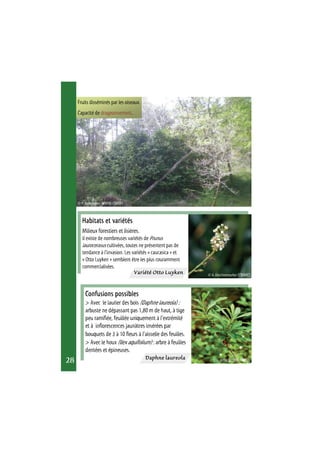 Habitats et variétés 
Milieux forestiers et lisières. 
Il existe de nombreuses variétés de Prunus 
laurocerasus cultivées, toutes ne présentent pas de 
tendance à l’invasion. Les variétés « caucasica » et 
« Otto Luyken » semblent être les plus couramment 
commercialisées. 
Confusions possibles 
> Avec le laurier des bois (Daphne laureola) : 
arbuste ne dépassant pas 1,80 m de haut, à tige 
peu ramifiée, feuillée uniquement à l’extrémité 
et à inflorescences jaunâtres insérées par 
bouquets de 3 à 10 fleurs à l’aisselle des feuilles. 
> Avec le houx (Ilex aquifolium) : arbre à feuilles 
dentées et épineuses. 
28 Daphne laureola 
© A. Descheemacker (CBNMC) 
© P. Vahrameev (MNHN-CBNBP) 
Variété Otto Luyken 
© G. Arnal (MNHN-CBNBP) 
Fruits disséminés par les oiseaux. 
Capacité de drageonnement. 
 