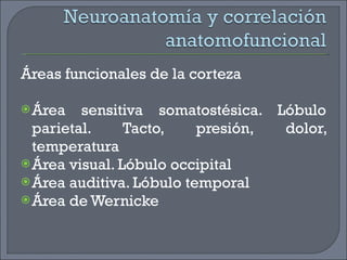 7a. neuroanatomía y correlación anatomofuncional