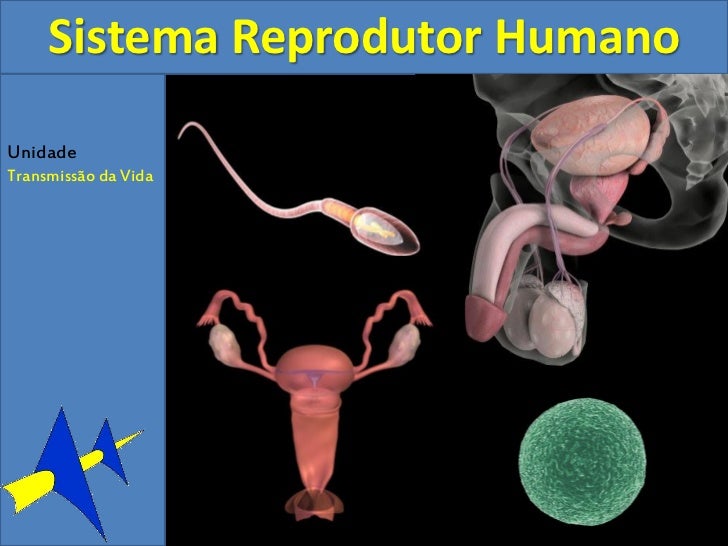 7 a _sistema_reprodutor_feminino 7 a _sistema_reprodutor_feminino