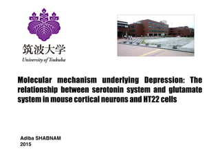 Molecular mechanism underlying Depression: The
relationship between serotonin system and glutamate
system in mouse cortical neurons and HT22 cells
Adiba SHABNAM
2015
 