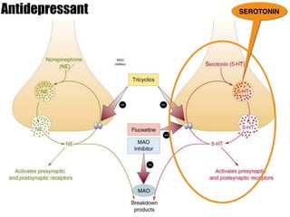 Antidepressant SEROTONIN
 