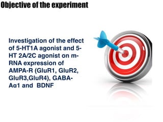 Objective of the experiment
Investigation of the effect
of 5-HT1A agonist and 5-
HT 2A/2C agonist on m-
RNA expression of
AMPA-R (GluR1, GluR2,
GluR3,GluR4), GABA-
Aα1 and BDNF
 