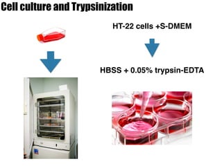 Cell culture and Trypsinization
HT-22 cells +S-DMEM
HBSS + 0.05% trypsin-EDTA
 