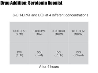 Drug Addition: Serotonin Agonist
8-OH-DPAT and DOI at 4 different concentrations
8-OH DPAT
(0 nM)
8-OH DPAT
(1nM)
8-OH DPAT
(10nM)
8-OH DPAT
(100nM)
DOI
(0 nM)
DOI
(1 nM)
DOI
(10 nM)
DOI
(100 nM)
After 4 hours
 