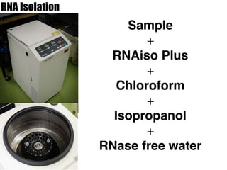 RNA Isolation
Sample
+
RNAiso Plus
+
Chloroform
+
Isopropanol
+
RNase free water
 