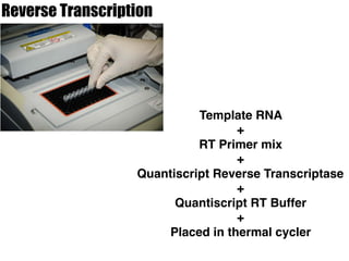 Reverse Transcription
Template RNA
+
RT Primer mix
+
Quantiscript Reverse Transcriptase
+
Quantiscript RT Buffer
+
Placed in thermal cycler
 