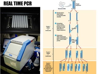 REAL TIME PCR
 